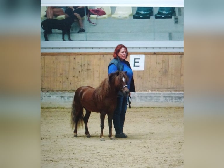 Meer ponys/kleine paarden Hengst 1 Jaar 88 cm Appaloosa in Seyring