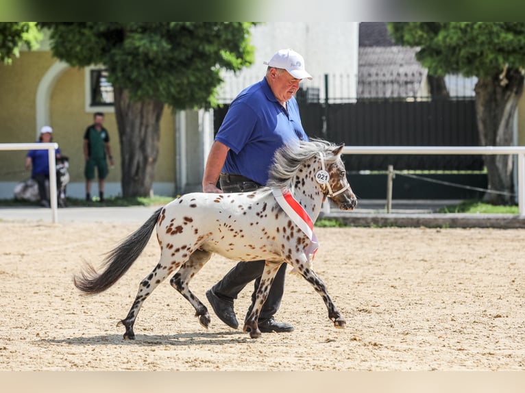 Meer ponys/kleine paarden Hengst 1 Jaar 88 cm Appaloosa in Seyring