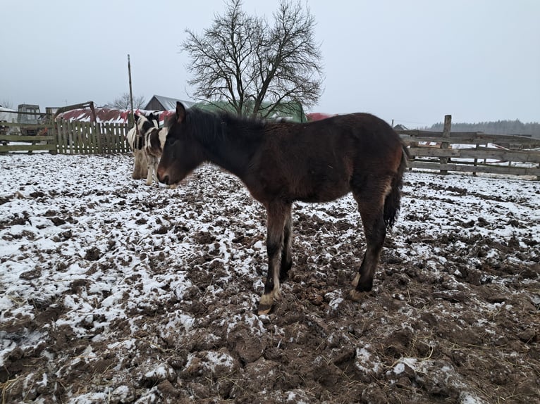 Meer ponys/kleine paarden Mix Hengst 1 Jaar Brauner in Szewno