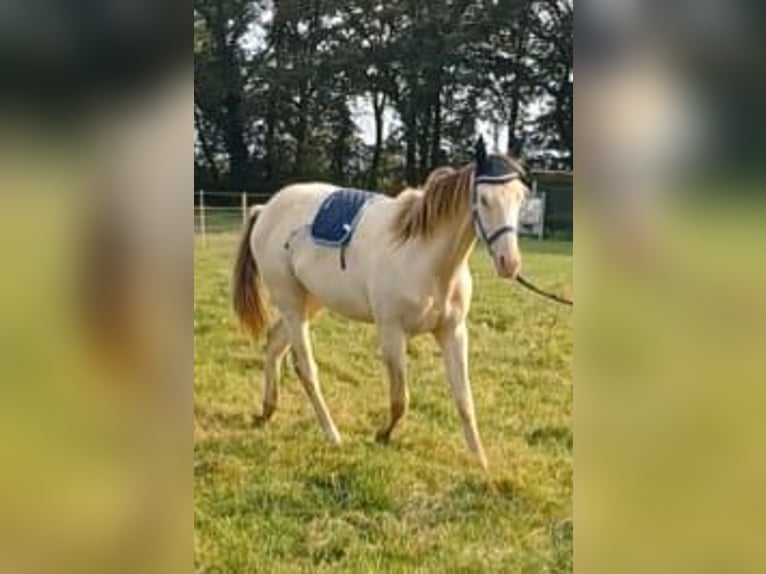 Meer ponys/kleine paarden Mix Hengst 2 Jaar 146 cm Champagne in Voltlage