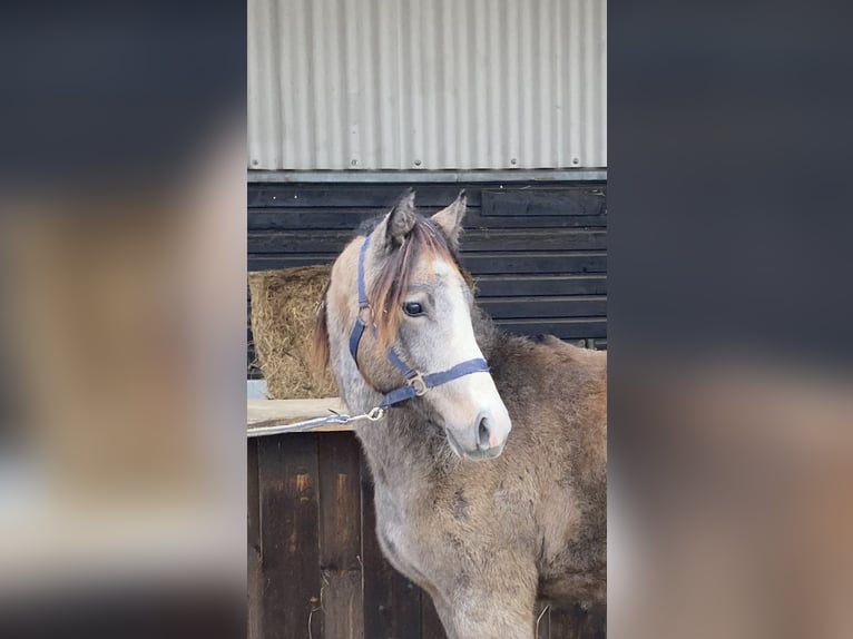 Meer ponys/kleine paarden Hengst 2 Jaar in Kamen