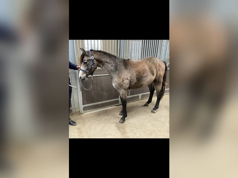 Meer ponys/kleine paarden Hengst 2 Jaar in Kamen