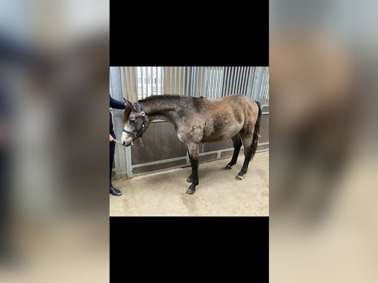 Meer ponys/kleine paarden Hengst 2 Jaar in Neuenrade