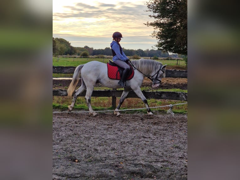 Meer ponys/kleine paarden Hengst 3 Jaar 146 cm Vliegenschimmel in Rhauderfehn