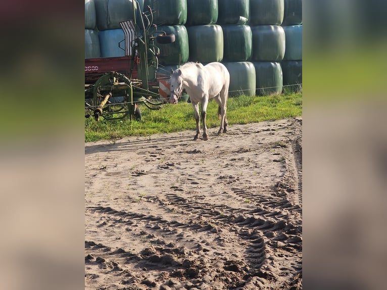 Meer ponys/kleine paarden Hengst 3 Jaar 146 cm Vliegenschimmel in Rhauderfehn