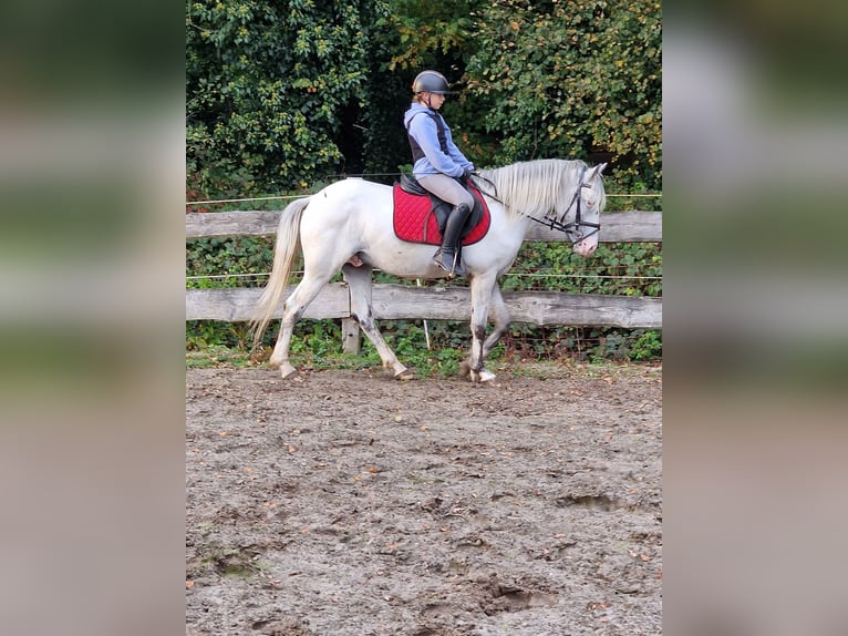 Meer ponys/kleine paarden Hengst 3 Jaar 146 cm Vliegenschimmel in Rhauderfehn