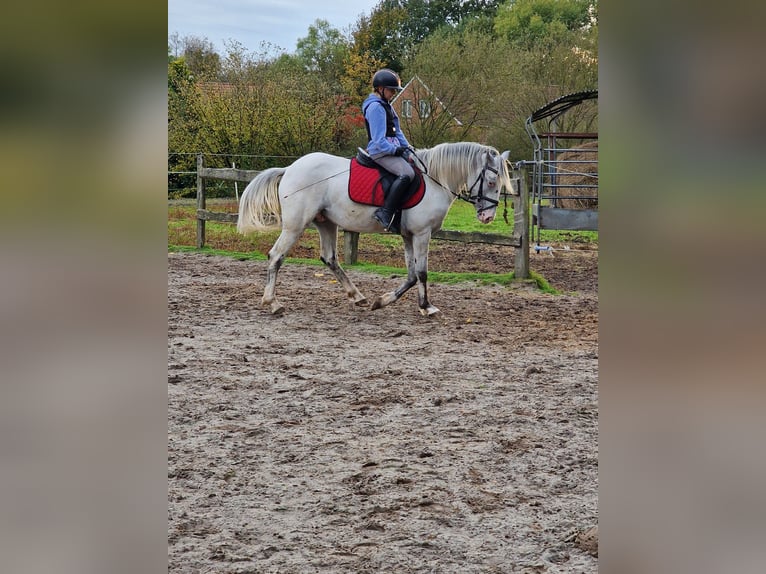 Meer ponys/kleine paarden Hengst 3 Jaar 146 cm Vliegenschimmel in Rhauderfehn