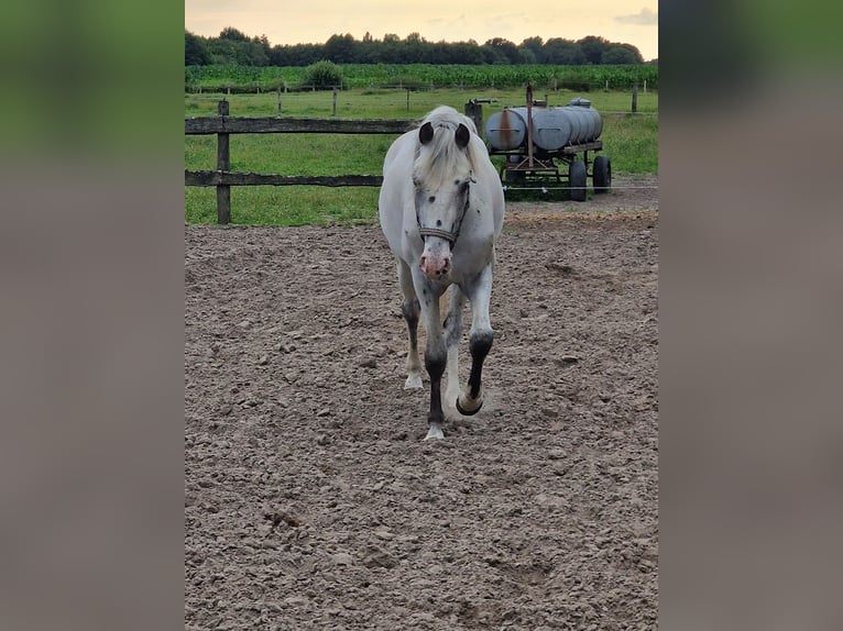 Meer ponys/kleine paarden Hengst 3 Jaar 146 cm Vliegenschimmel in Rhauderfehn