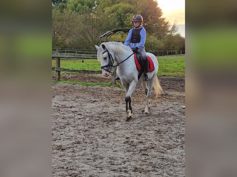 Meer ponys/kleine paarden Hengst 3 Jaar 146 cm Vliegenschimmel in Rhauderfehn