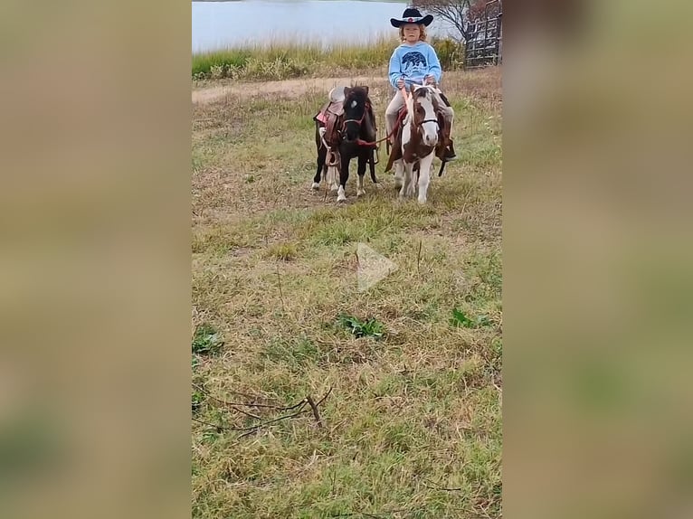 Meer ponys/kleine paarden Hengst 4 Jaar 86 cm Tobiano-alle-kleuren in Mount Vernon Texas