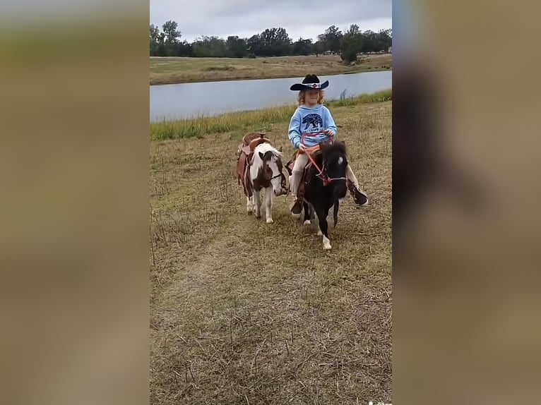 Meer ponys/kleine paarden Hengst 4 Jaar 86 cm Tobiano-alle-kleuren in Mount Vernon Texas