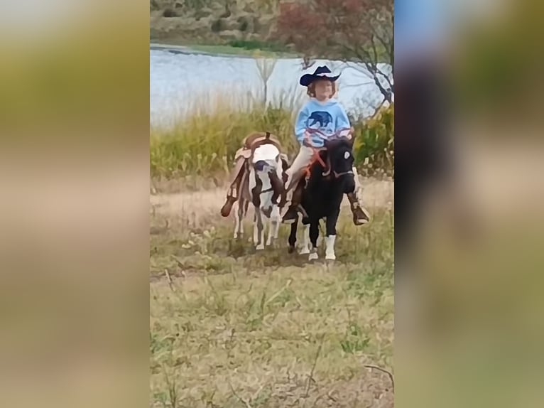 Meer ponys/kleine paarden Hengst 4 Jaar 86 cm Tobiano-alle-kleuren in Mount Vernon Texas