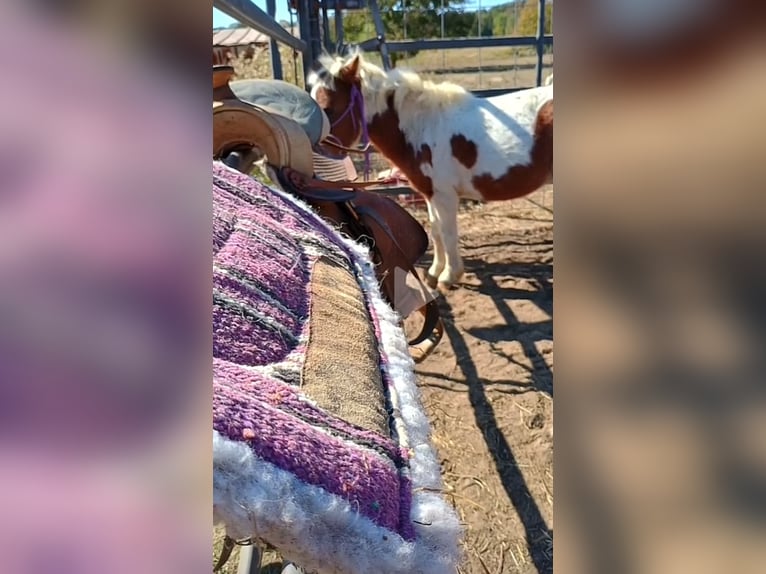 Meer ponys/kleine paarden Hengst 4 Jaar 86 cm Tobiano-alle-kleuren in Mount Vernon Texas