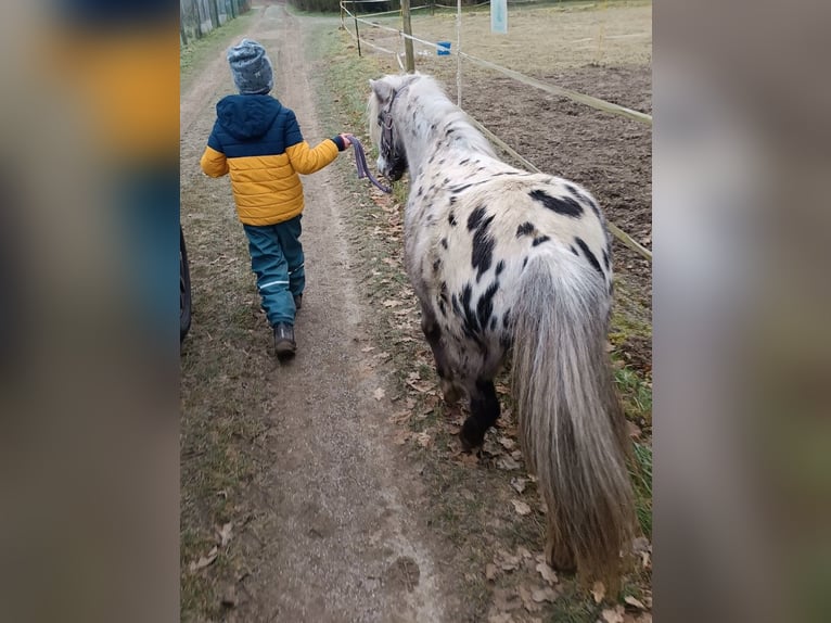 Meer ponys/kleine paarden Merrie 10 Jaar 100 cm Appaloosa in Hüttenberg