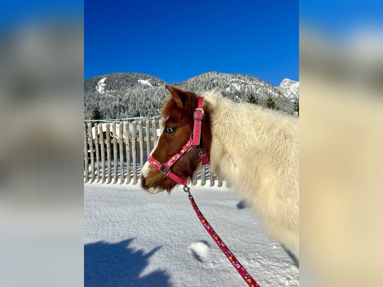 Meer ponys/kleine paarden Merrie 10 Jaar 105 cm Gevlekt-paard in Nesselwängle