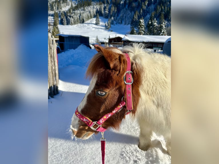 Meer ponys/kleine paarden Merrie 10 Jaar 105 cm Gevlekt-paard in Nesselwängle