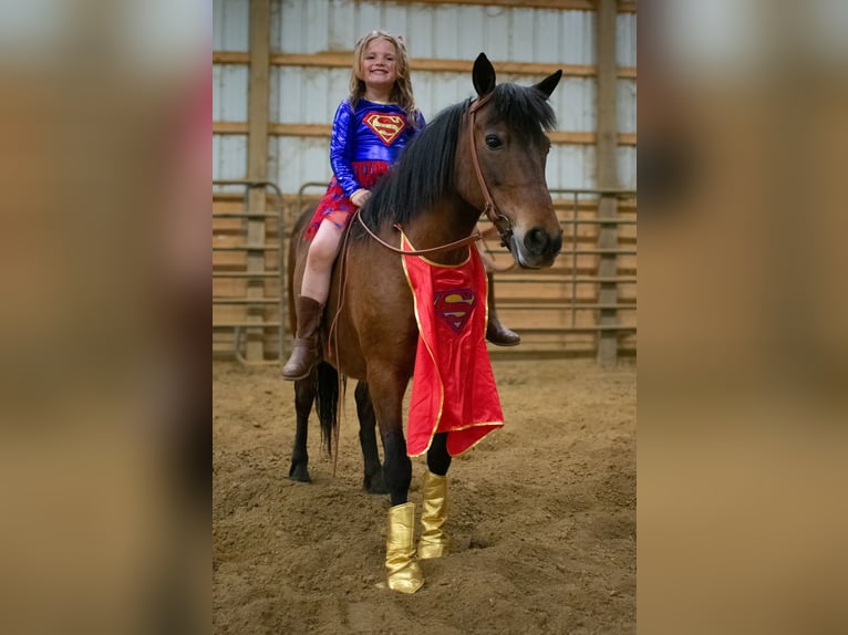 Meer ponys/kleine paarden Merrie 10 Jaar 119 cm Roodbruin in Henderson