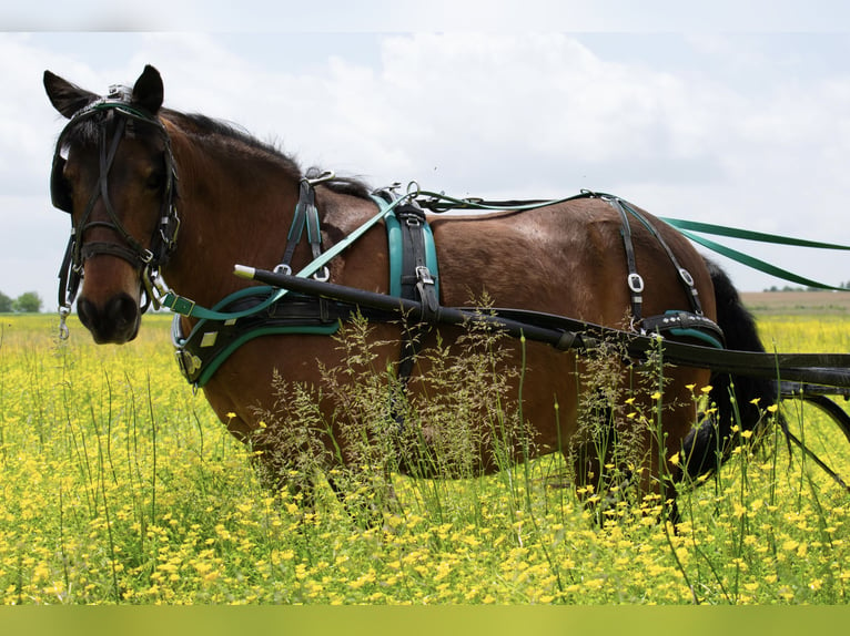 Meer ponys/kleine paarden Merrie 10 Jaar 119 cm Roodbruin in Henderson