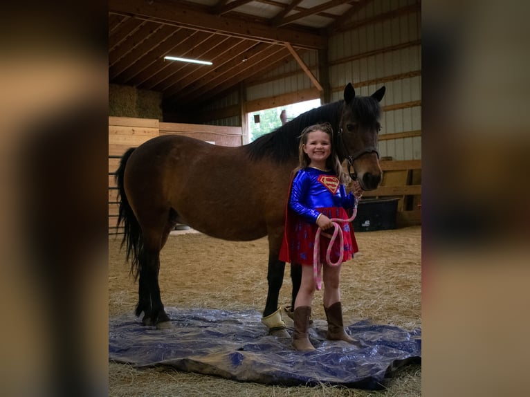 Meer ponys/kleine paarden Merrie 10 Jaar 119 cm Roodbruin in Henderson