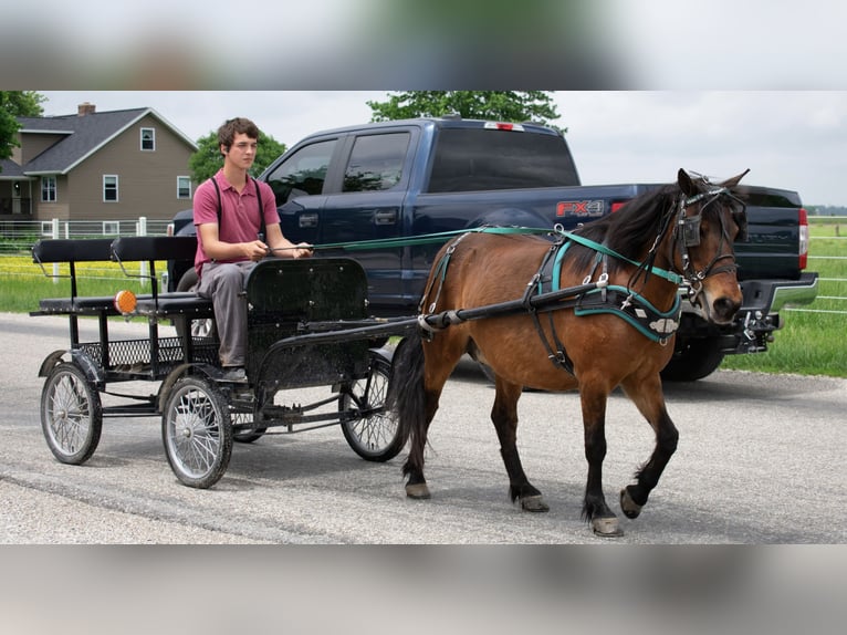 Meer ponys/kleine paarden Merrie 10 Jaar 119 cm Roodbruin in Henderson