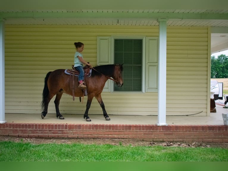 Meer ponys/kleine paarden Merrie 10 Jaar 119 cm Roodbruin in Henderson