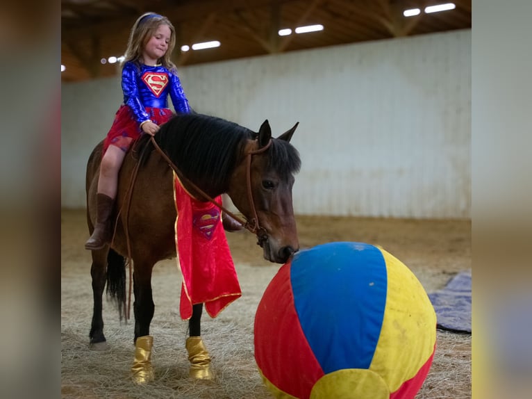 Meer ponys/kleine paarden Merrie 10 Jaar 119 cm Roodbruin in Henderson