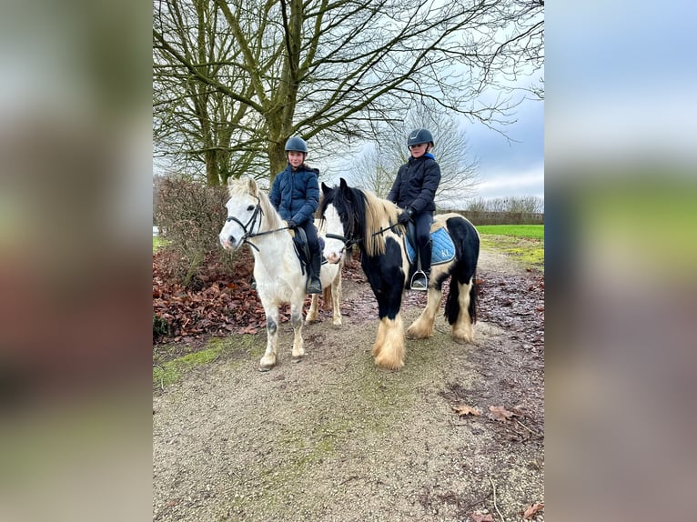 Meer ponys/kleine paarden Merrie 10 Jaar 127 cm Wit in Bogaarden