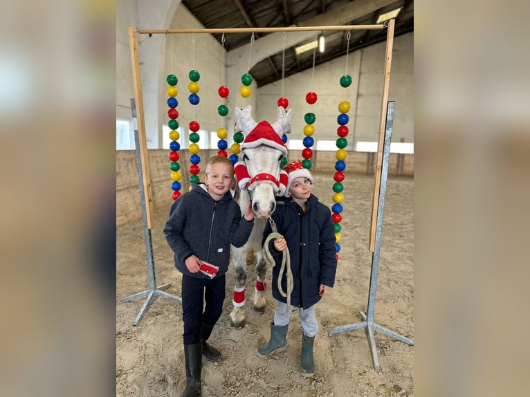 Meer ponys/kleine paarden Merrie 10 Jaar 127 cm Wit in Bogaarden