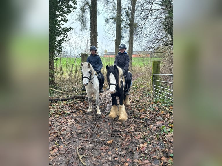 Meer ponys/kleine paarden Merrie 10 Jaar 127 cm Wit in Bogaarden