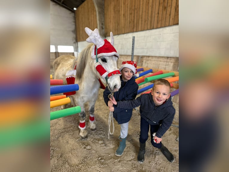 Meer ponys/kleine paarden Merrie 10 Jaar 127 cm Wit in Bogaarden