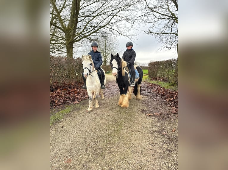 Meer ponys/kleine paarden Merrie 10 Jaar 127 cm Wit in Bogaarden