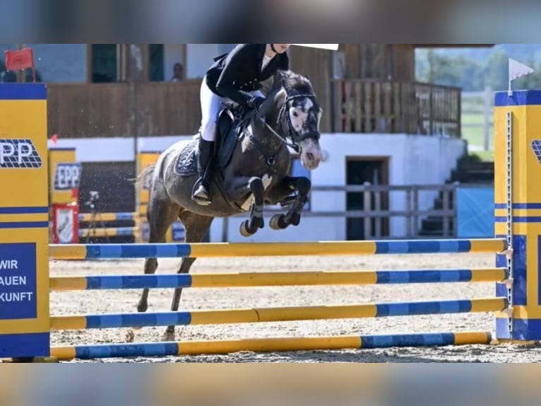 Meer ponys/kleine paarden Merrie 10 Jaar 130 cm Brown Falb schimmel in Pelmberg