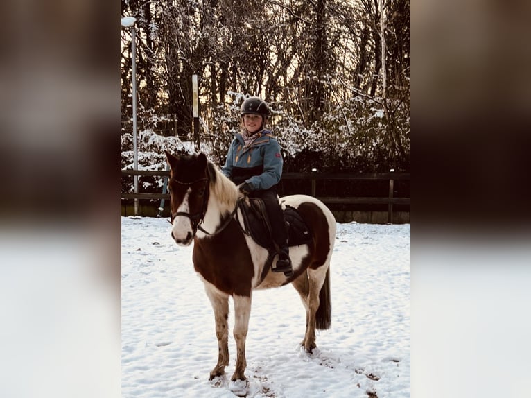 Meer ponys/kleine paarden Merrie 10 Jaar 135 cm Gevlekt-paard in Borod