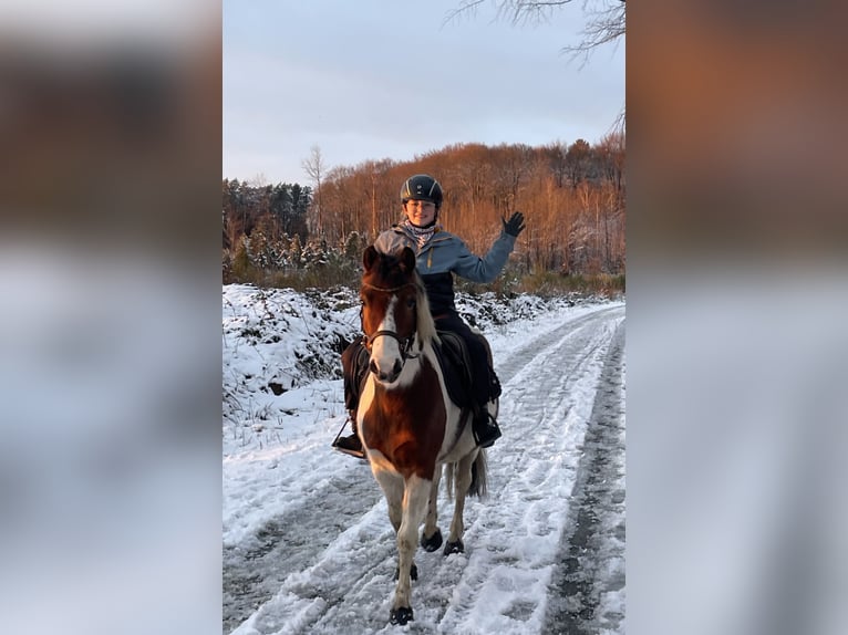 Meer ponys/kleine paarden Merrie 10 Jaar 135 cm Gevlekt-paard in Borod