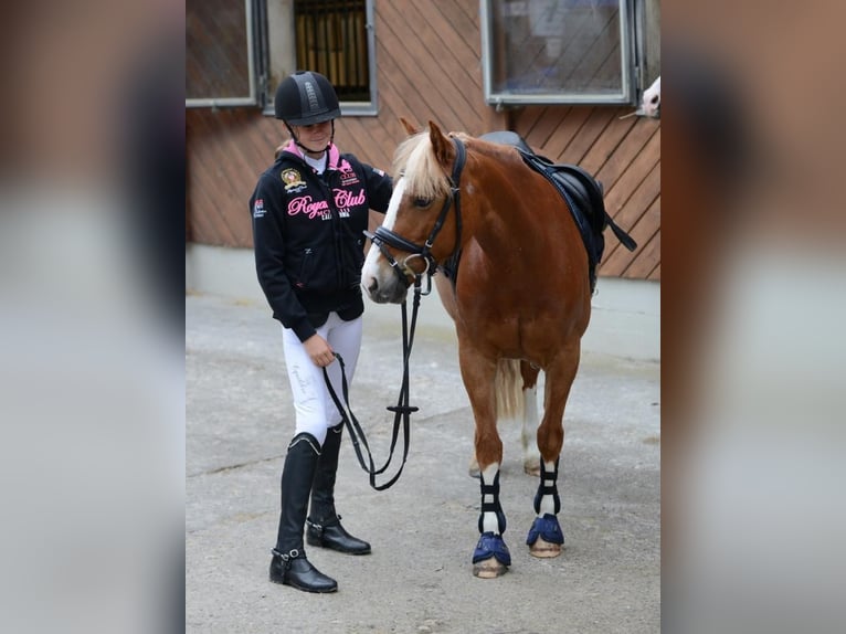 Meer ponys/kleine paarden Merrie 10 Jaar 138 cm Vos in DiepoldsauDiepoldsau