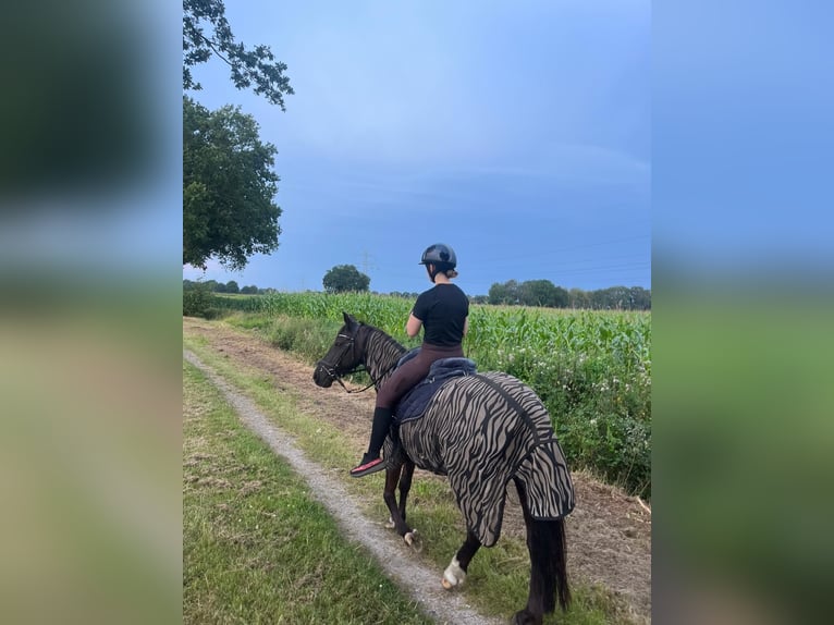 Meer ponys/kleine paarden Merrie 10 Jaar 140 cm Bruin in Osterholz-Scharmbeck