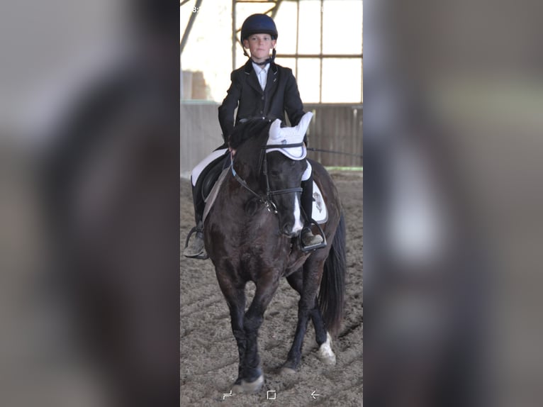 Meer ponys/kleine paarden Merrie 10 Jaar 140 cm Donkerbruin in Soest