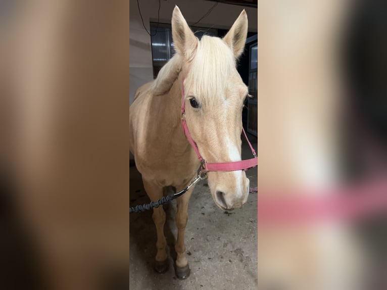 Meer ponys/kleine paarden Merrie 10 Jaar 142 cm in Dobersdorf