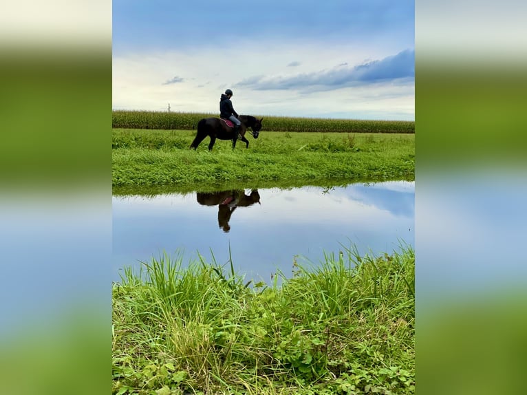 Meer ponys/kleine paarden Merrie 10 Jaar 148 cm Zwart in München-Aubing