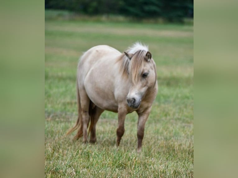 Meer ponys/kleine paarden Merrie 10 Jaar 86 cm Buckskin in Phillipsburg, MO