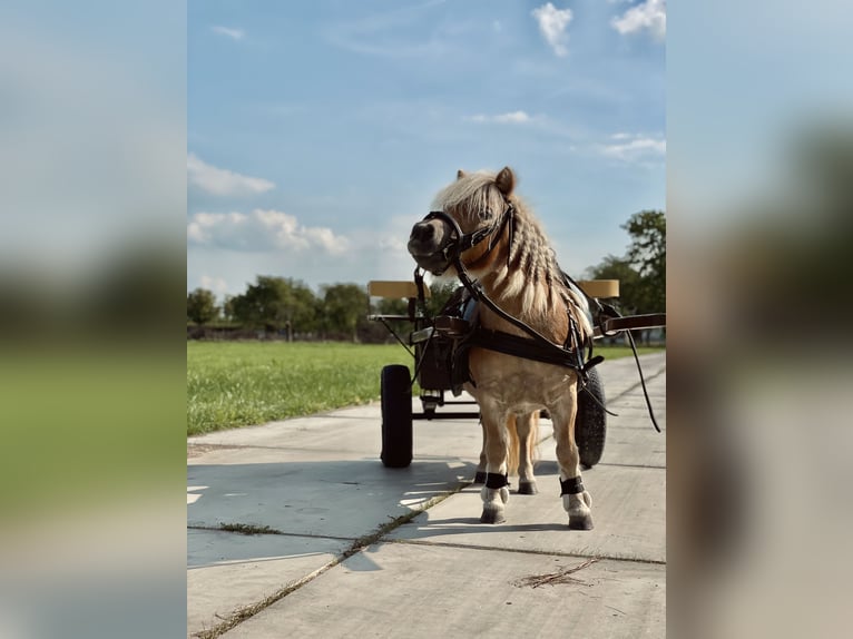 Meer ponys/kleine paarden Merrie 10 Jaar 90 cm Lichtbruin in Opheusden