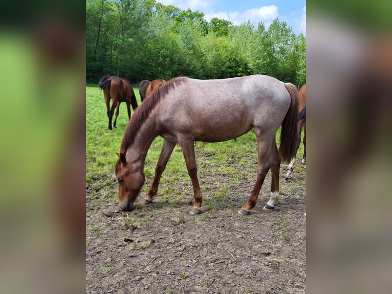 Meer ponys/kleine paarden Merrie 10 Jaar Donkerbruin in Südlohn