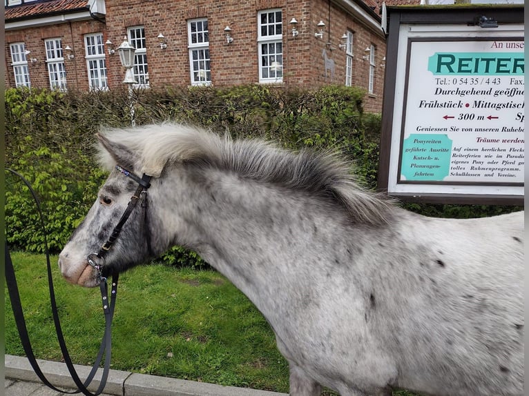 Meer ponys/kleine paarden Merrie 11 Jaar 117 cm Tobiano-alle-kleuren in Eggermühlen