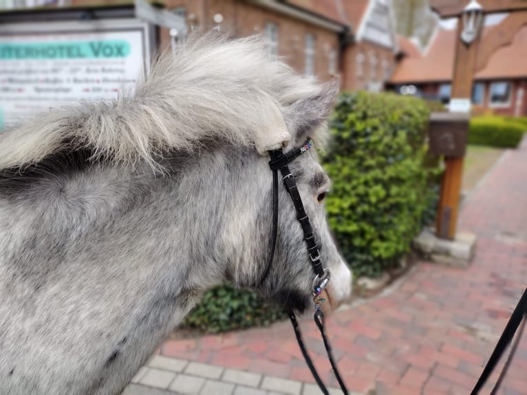 Meer ponys/kleine paarden Merrie 11 Jaar 117 cm Tobiano-alle-kleuren in Eggermühlen