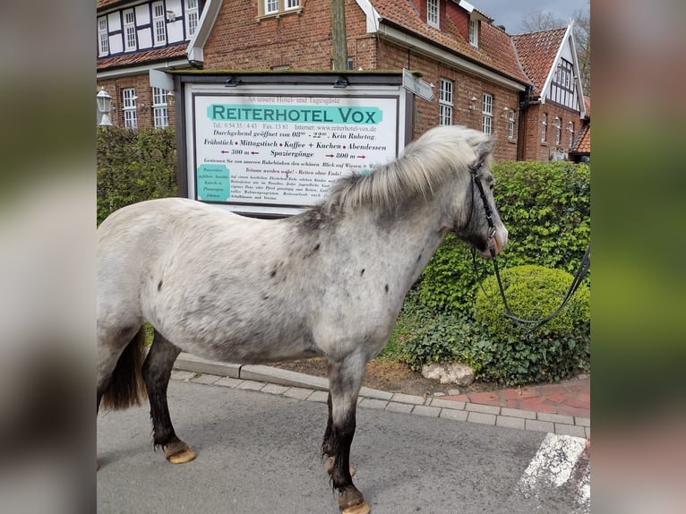 Meer ponys/kleine paarden Merrie 11 Jaar 117 cm Tobiano-alle-kleuren in Eggermühlen