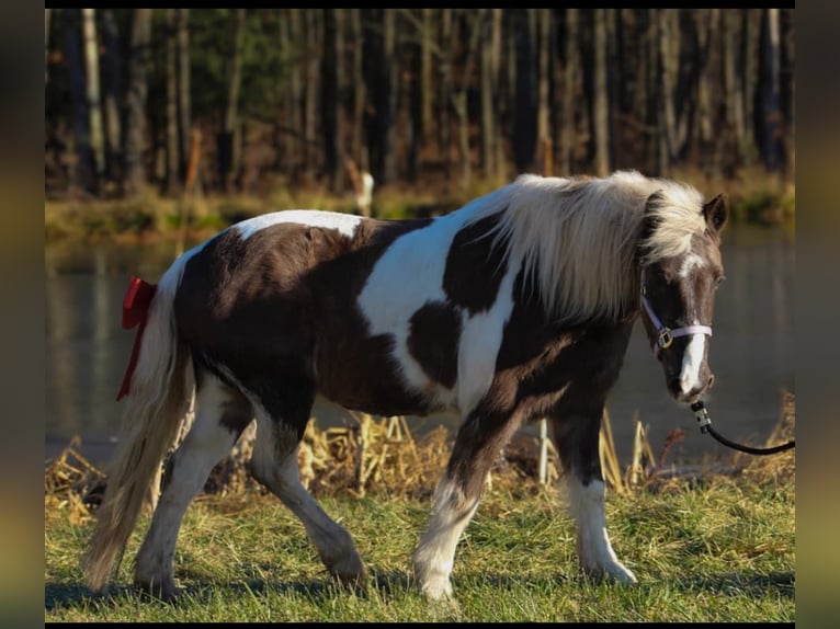 Meer ponys/kleine paarden Mix Merrie 11 Jaar 122 cm in Wyalusing, PA