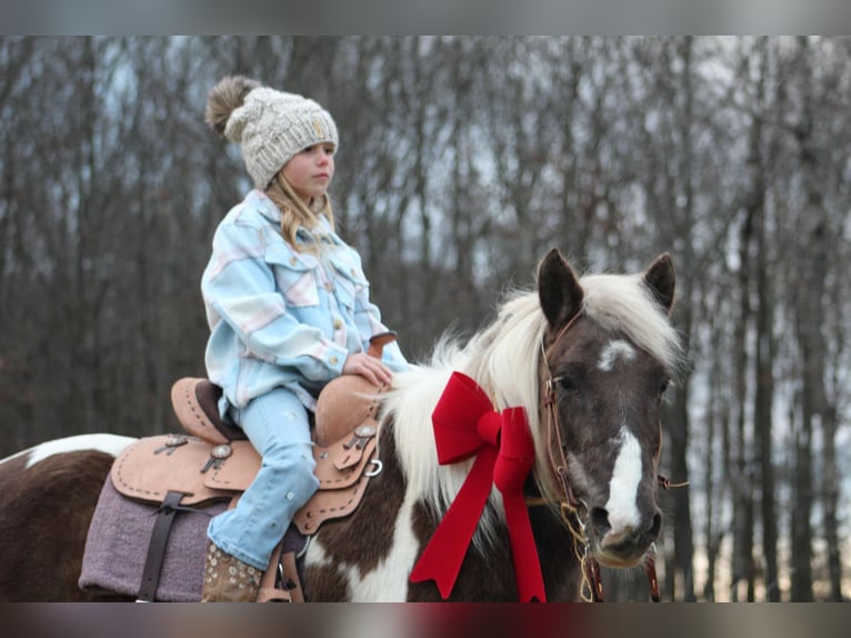 Meer ponys/kleine paarden Mix Merrie 11 Jaar 122 cm in Wyalusing, PA