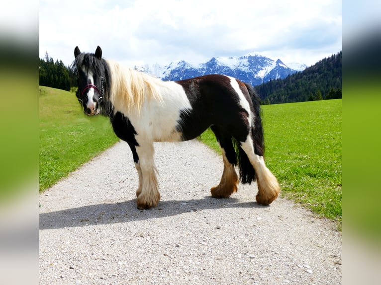 Meer ponys/kleine paarden Merrie 11 Jaar 125 cm Gevlekt-paard in Nesselwängle