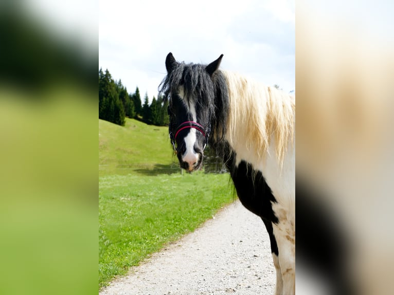 Meer ponys/kleine paarden Merrie 11 Jaar 125 cm Gevlekt-paard in Nesselwängle