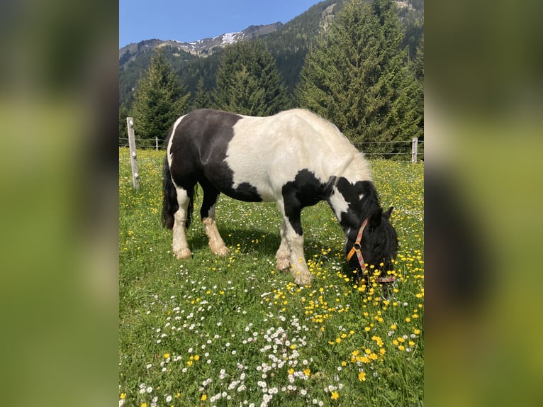 Meer ponys/kleine paarden Merrie 11 Jaar 125 cm Gevlekt-paard in Nesselwängle